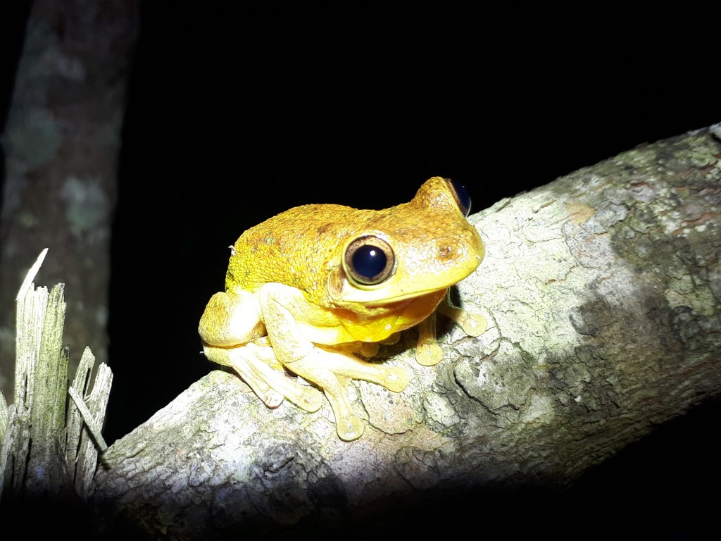 A tree frog on a branch