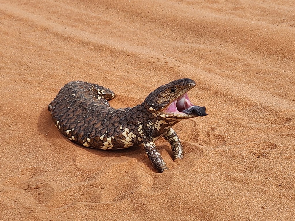 A shingleback lizard on a red dusty road