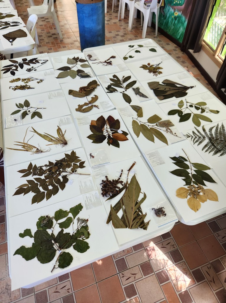 Pressed plant samples laid out on a table, freshy mounted and ready to go into a herbarium.