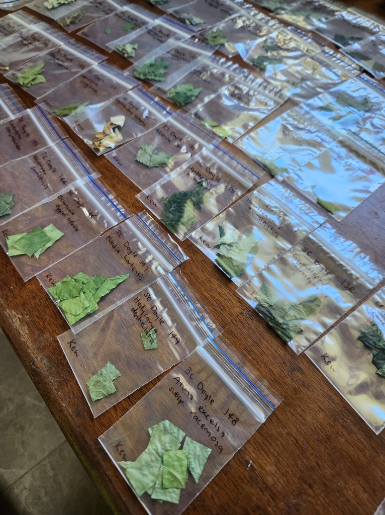 An arrangement of small ziplock bags with pieces of dried leaves inside, labelled with species names