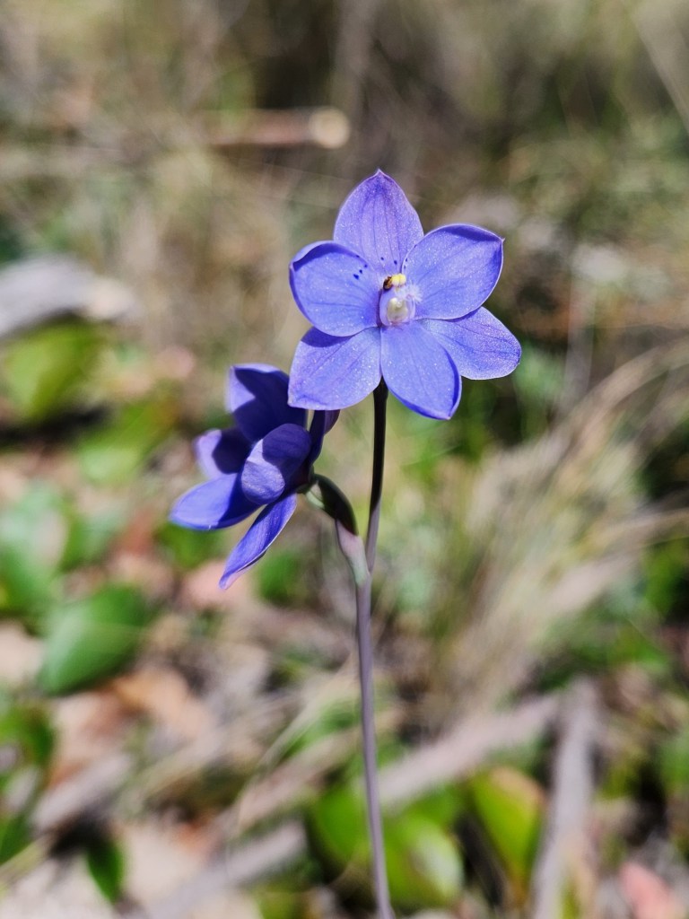 A purple sun orchid Thelymitra ixioides