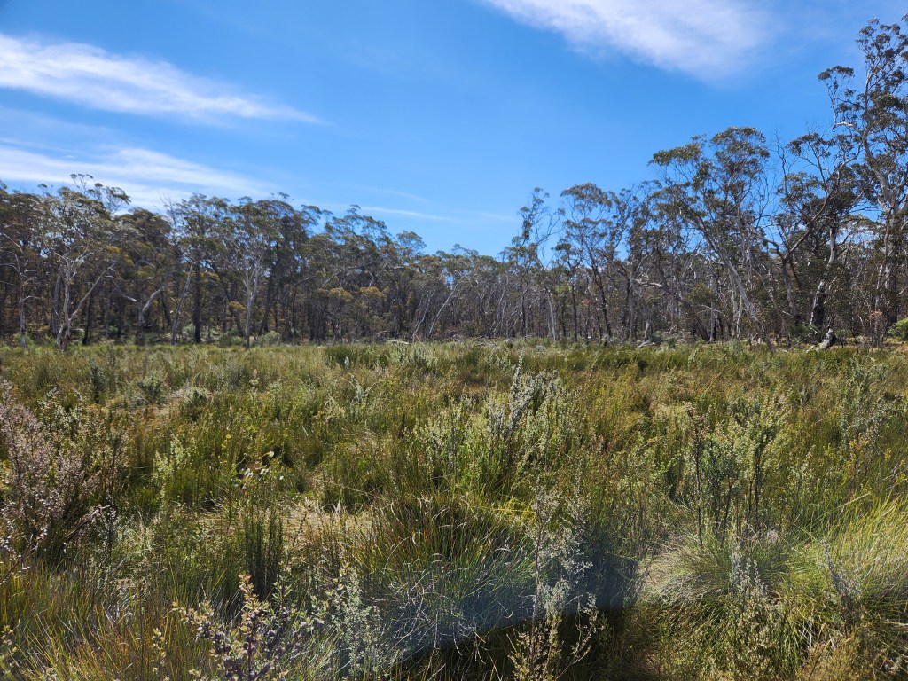 A sunny outdoor view of a peat swamp with eucalypts in the background and a blue sky.
