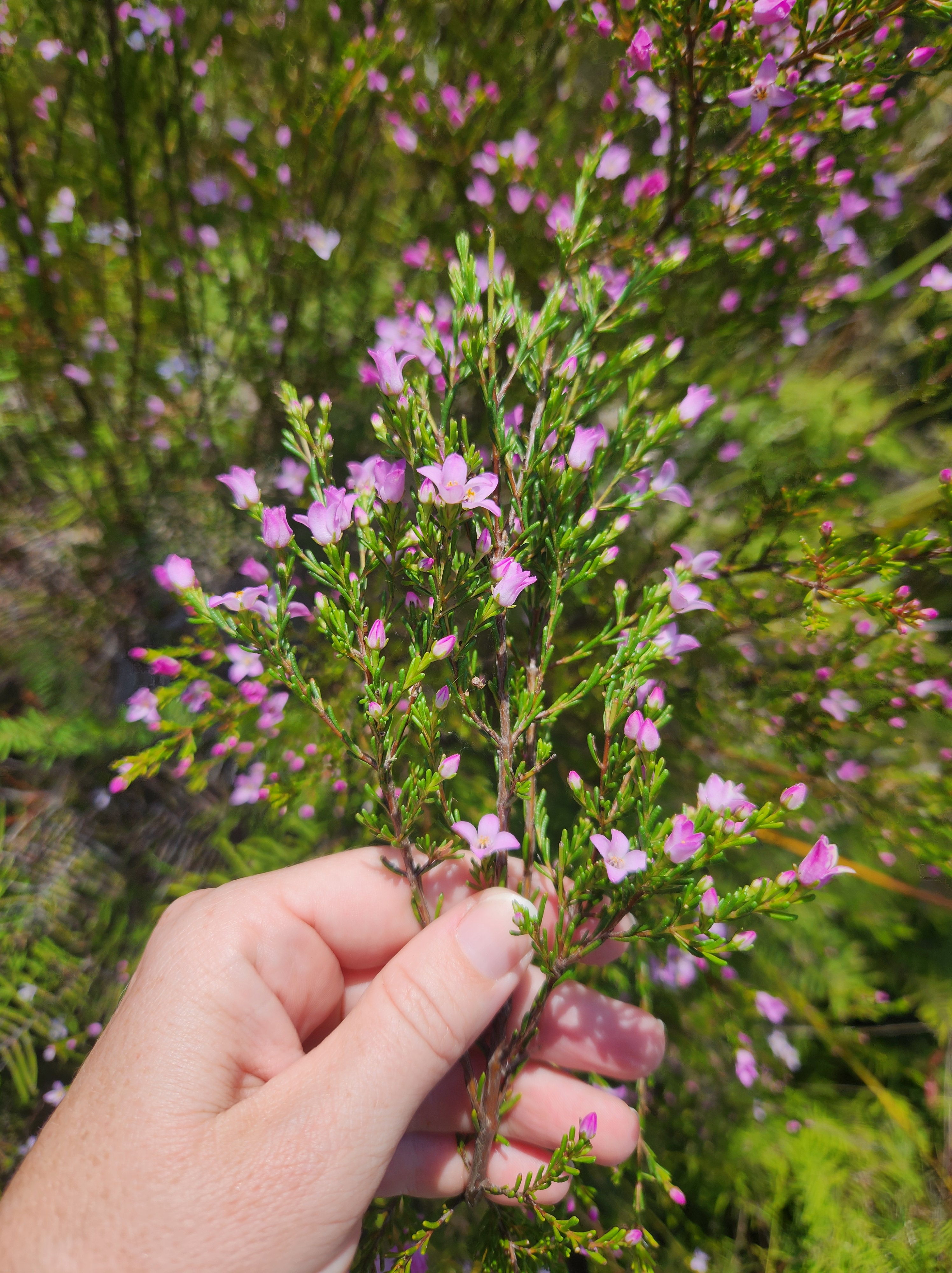 A hand holding a branch of Boronia deanei supsp. deanei