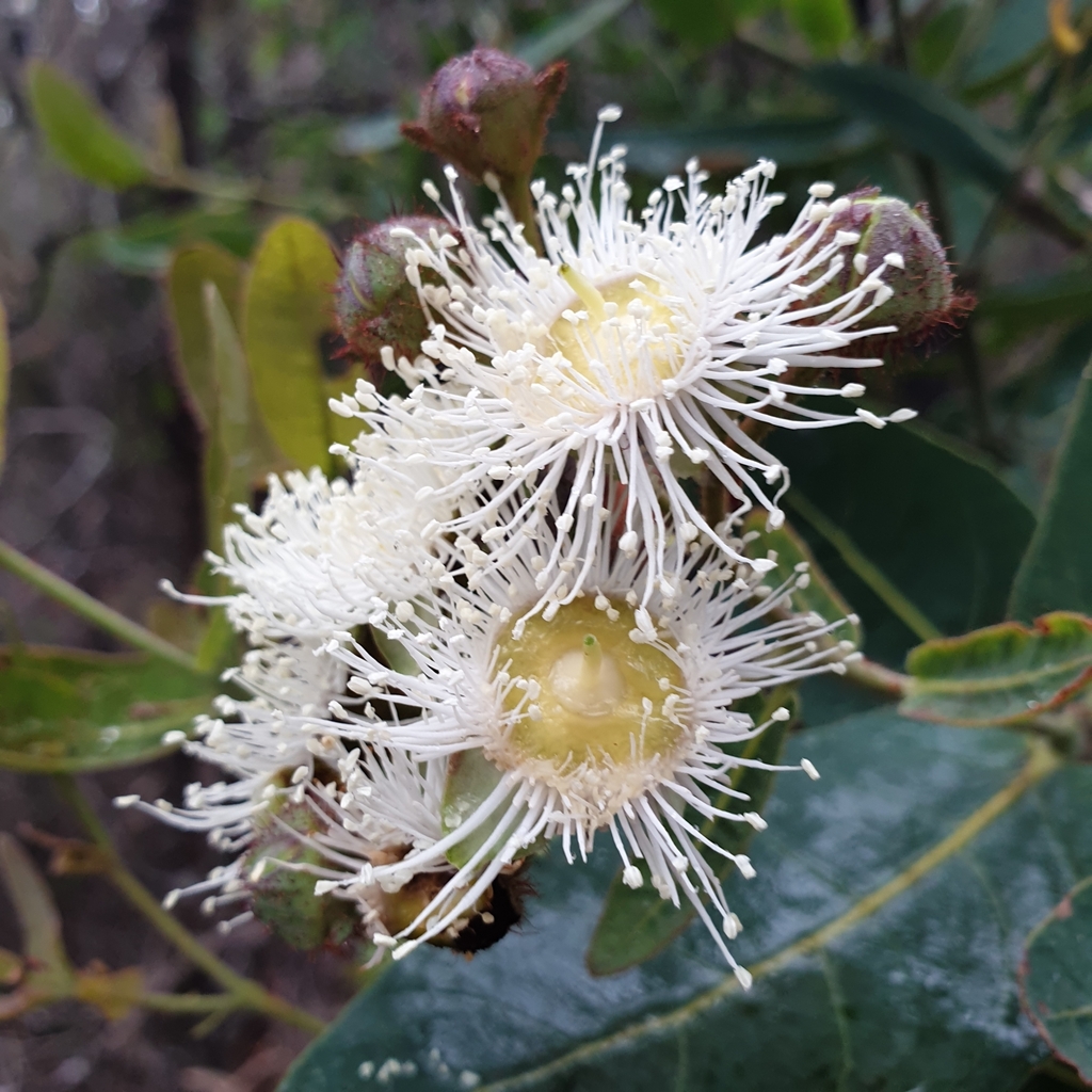 Open Angophora flowers