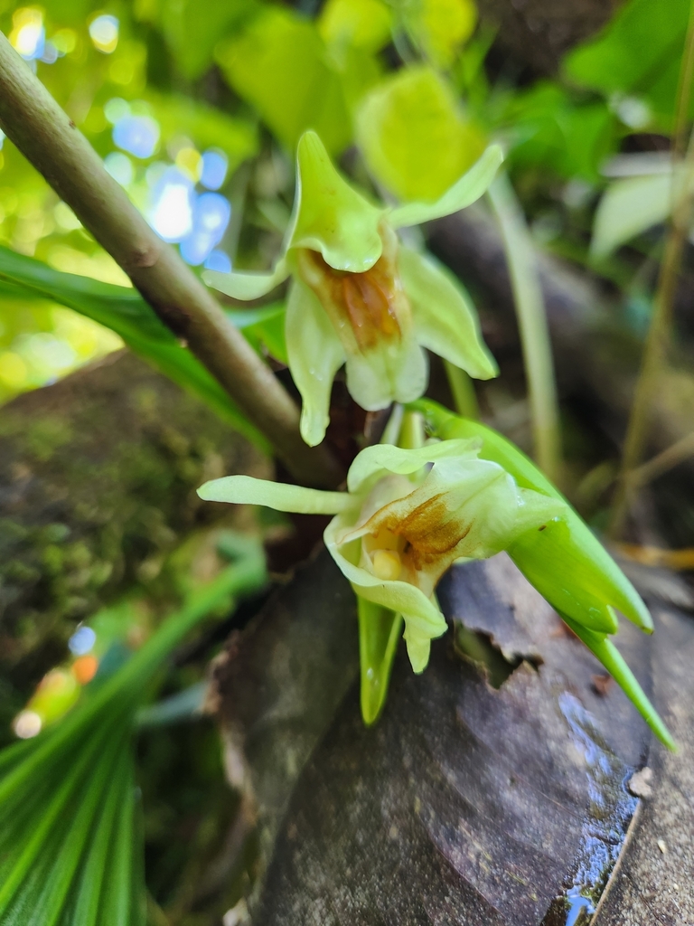 Epiphytic orchid Coelogyne lycastoides