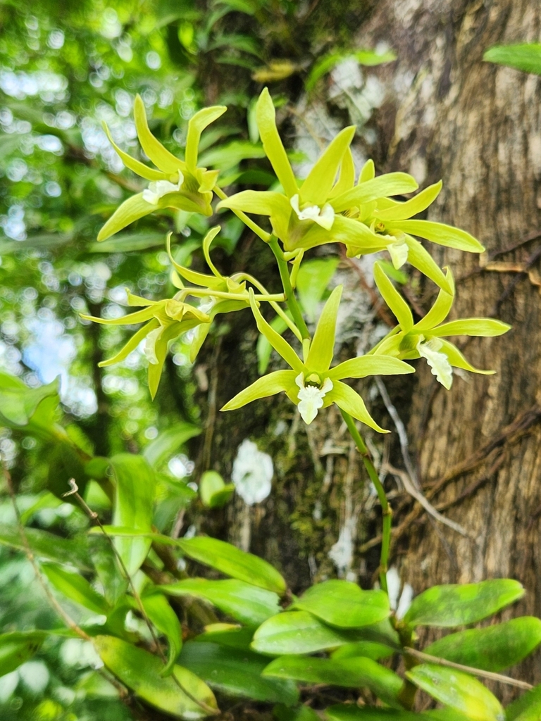 A tropical orchid named Dendrobium samoense growing on the trunk of a tree.