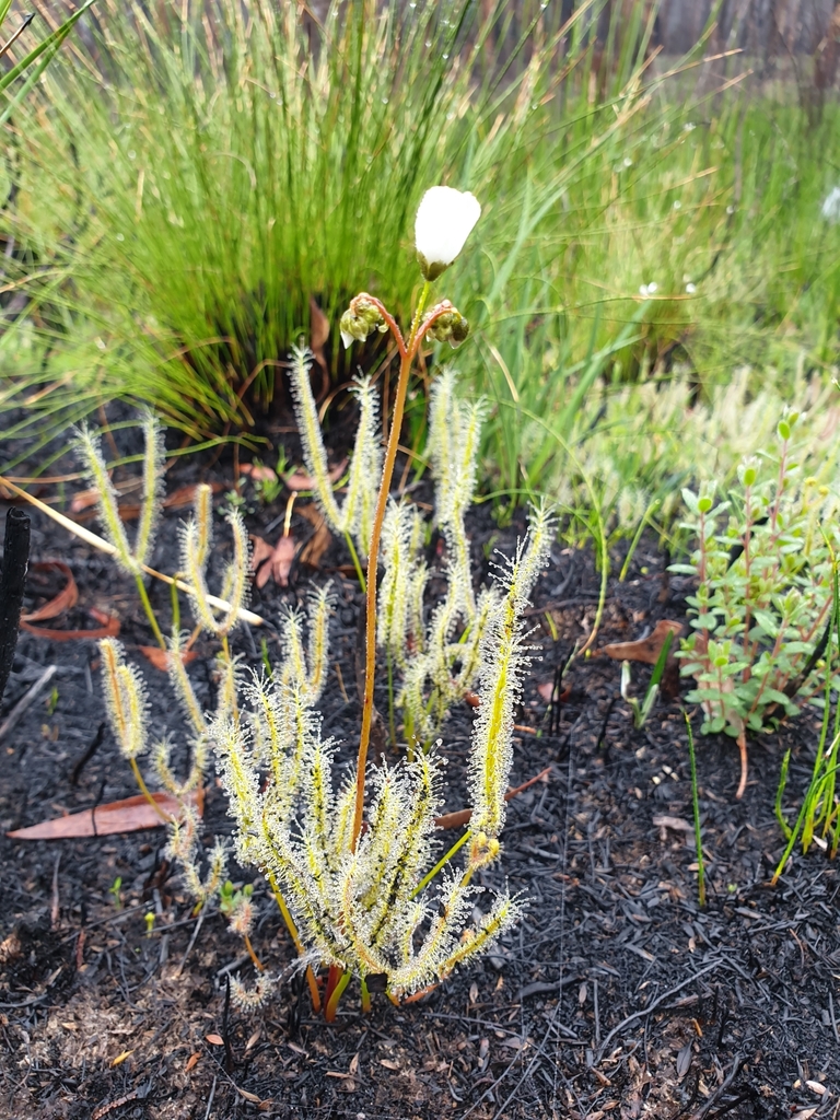A close up of a peat bog with carnivorous sundew plant Drosera binata