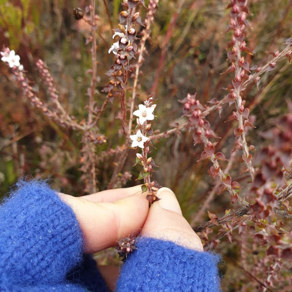 Gloved fingers holding a stem of Epacris gunnii with white flowers