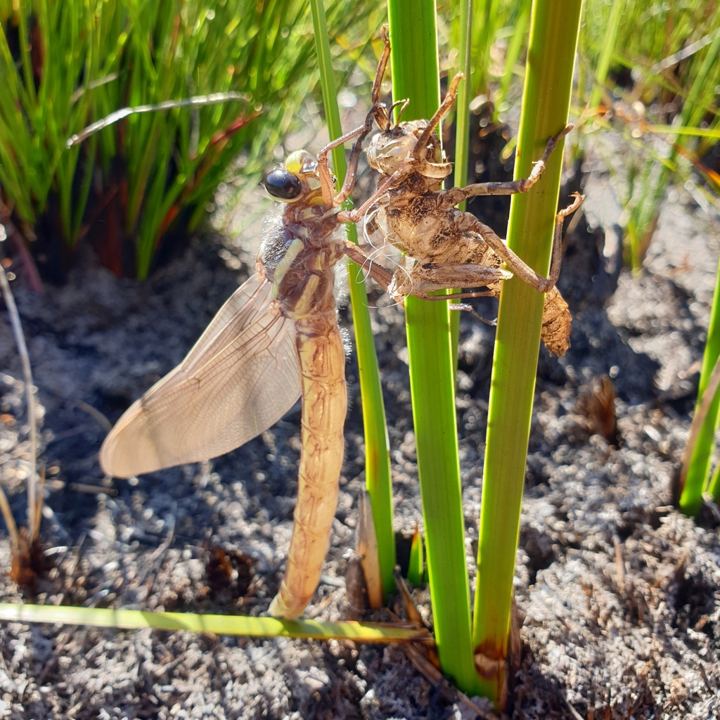 A freshly emerged endangered Giant Dragonfly (Petalura gigantea).