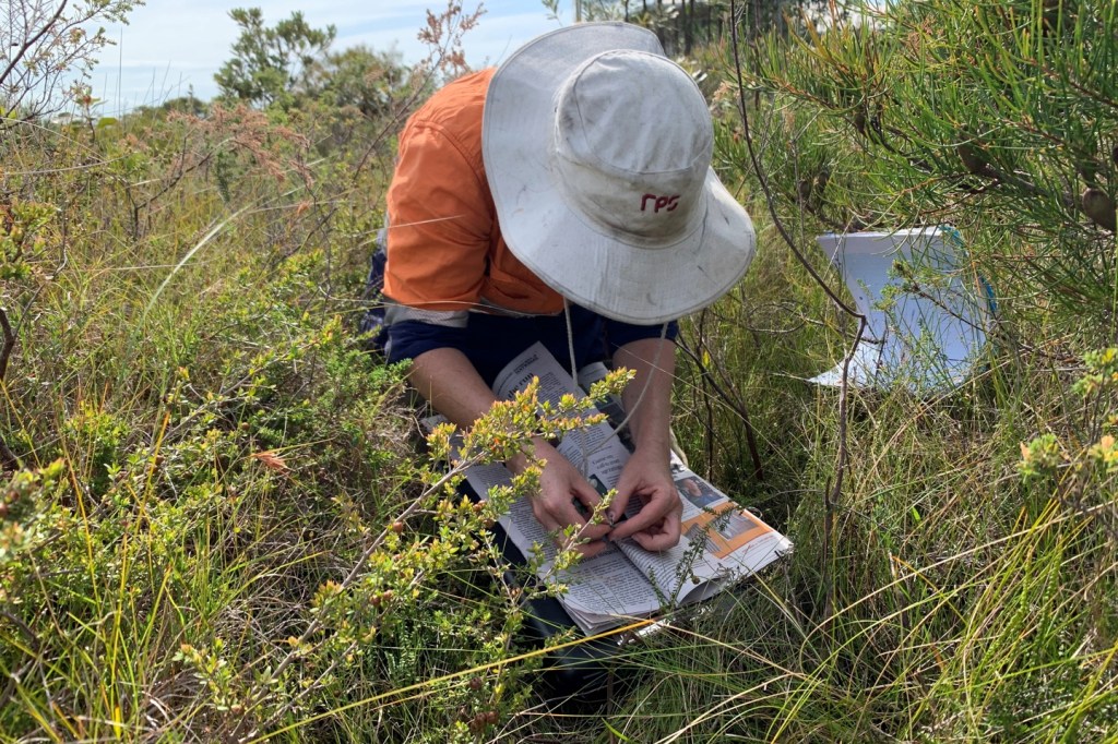 Shelomi Doyle pressing a plant sample in newspaper