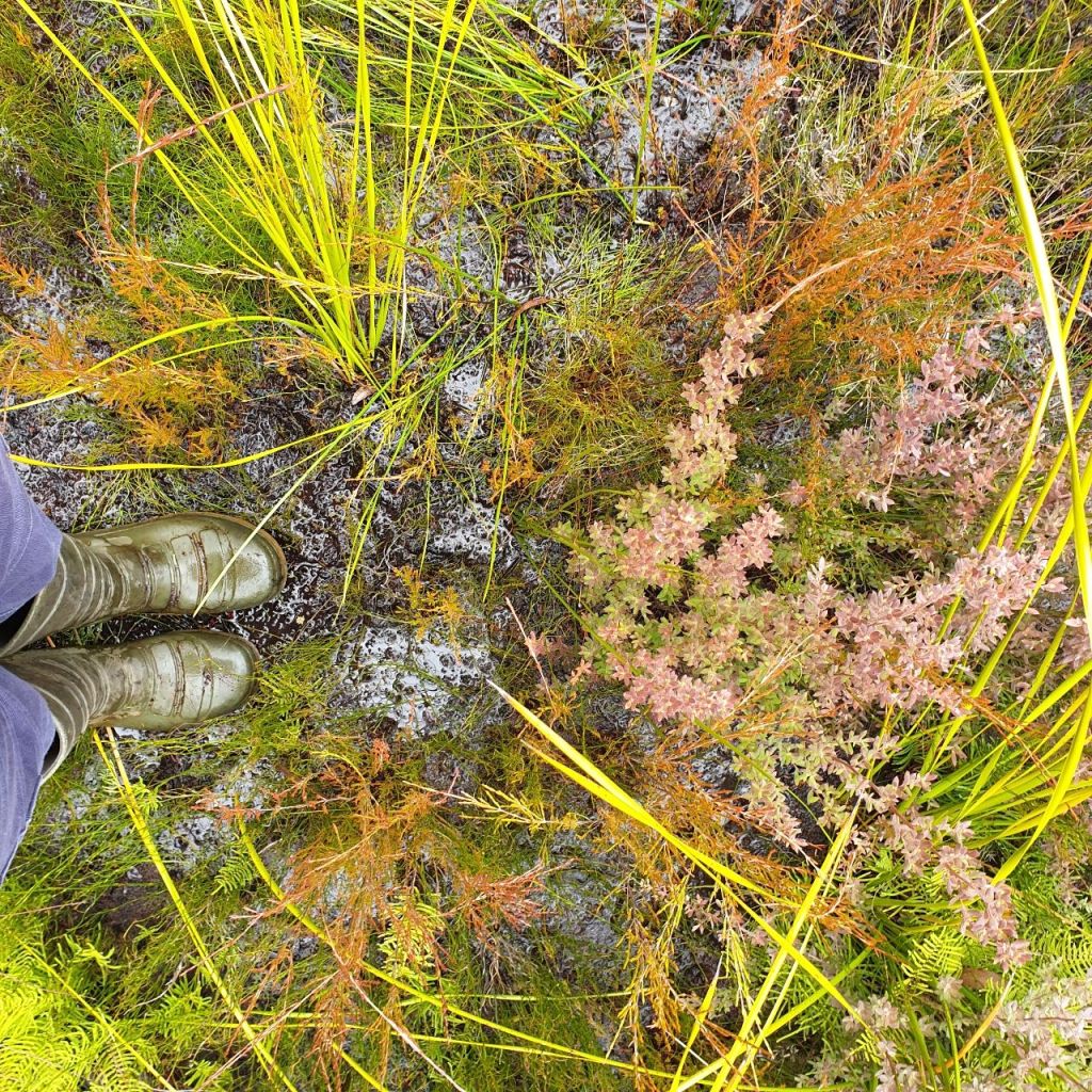 Gumboots standing in a swamp