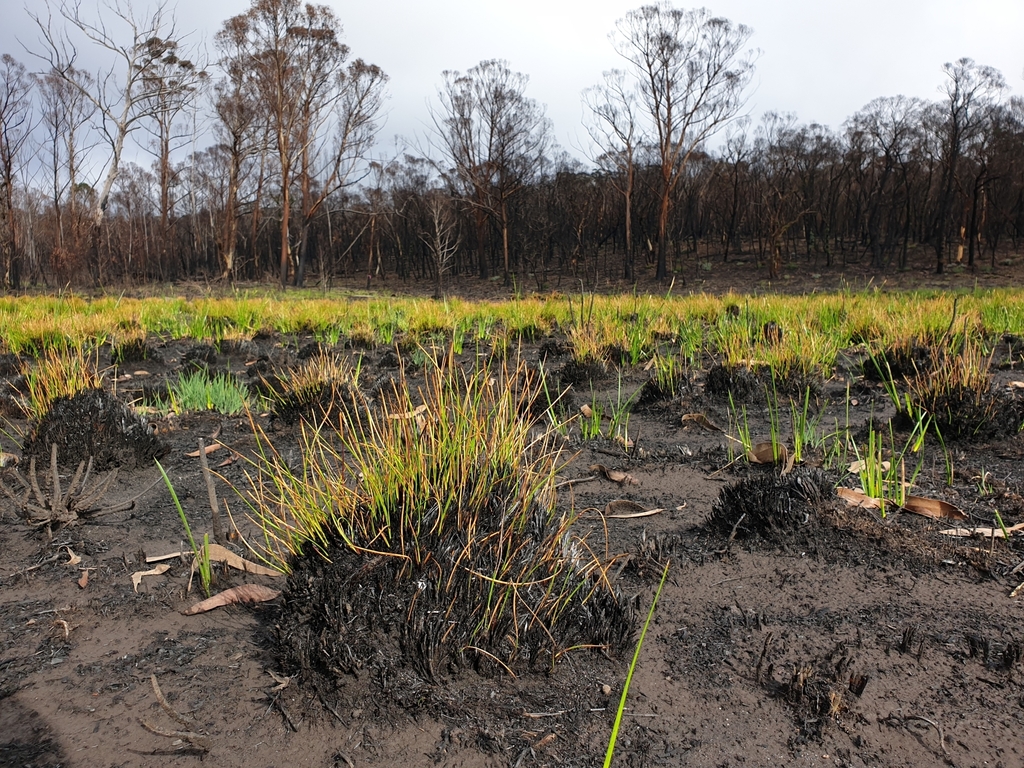 A burned Xyris ustulata hummock in a blackened peat swamp following fire
